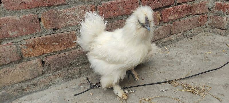 Silkie pair for sale 2