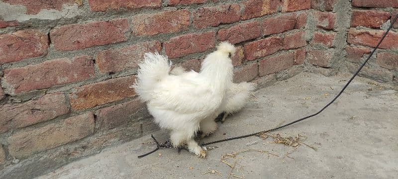 Silkie pair for sale 3