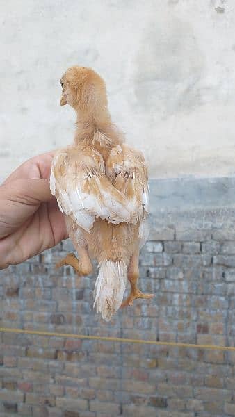 Aseel chick available female top quality 0