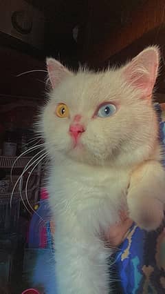 ODD EYES PERSIAN CAT FOR SALE