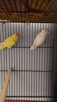 Lovebirds breeder pairs