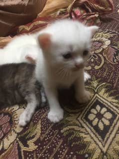 CUTE kitten for sell