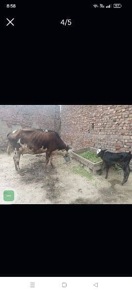 cow for sell 1
