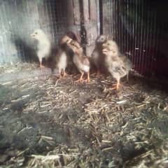 15 days old aseel chicks for sale 0
