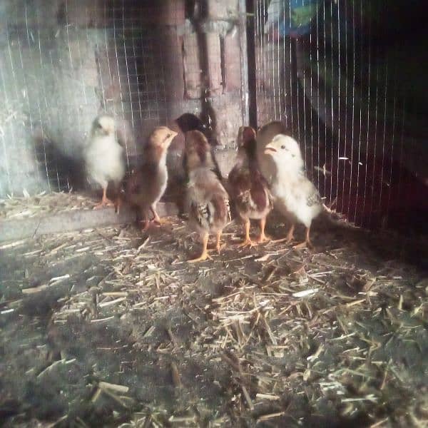15 days old aseel chicks for sale 1