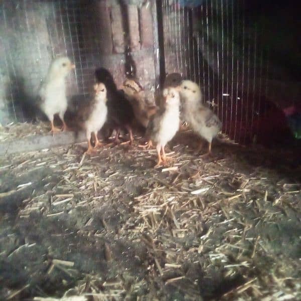 15 days old aseel chicks for sale 2