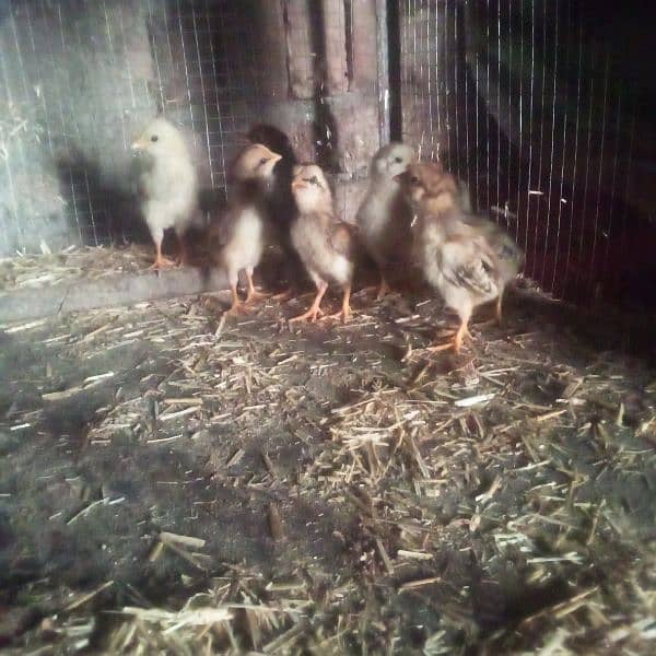 15 days old aseel chicks for sale 3