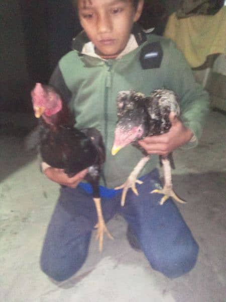 15 days old aseel chicks for sale 4