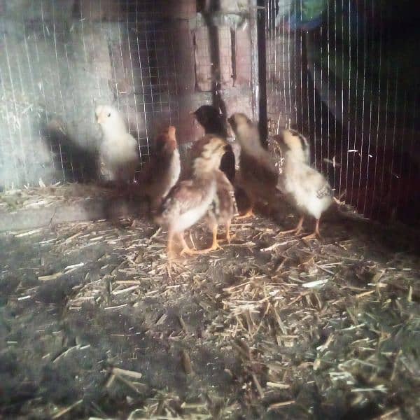 15 days old aseel chicks for sale 5