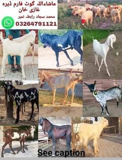 Goats Female and male available 03264791121