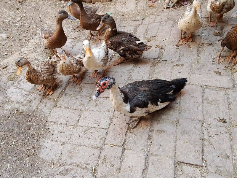 muscovy ducks+other ducks 0:3'2'1 /690'55'05 5