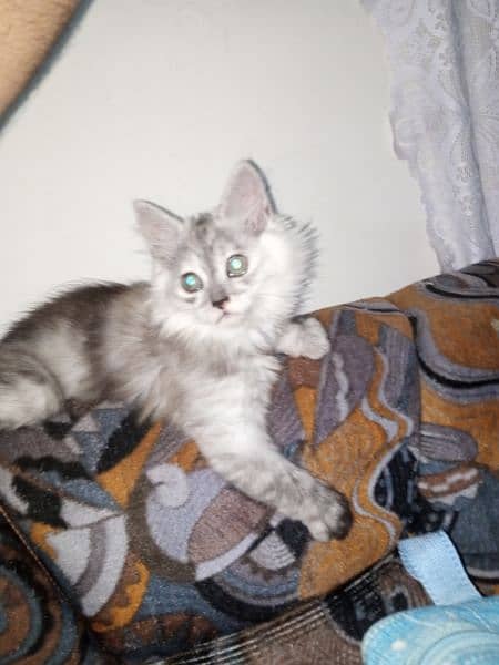 Persian Triple Coated Male & Female Kitten for Sale 2