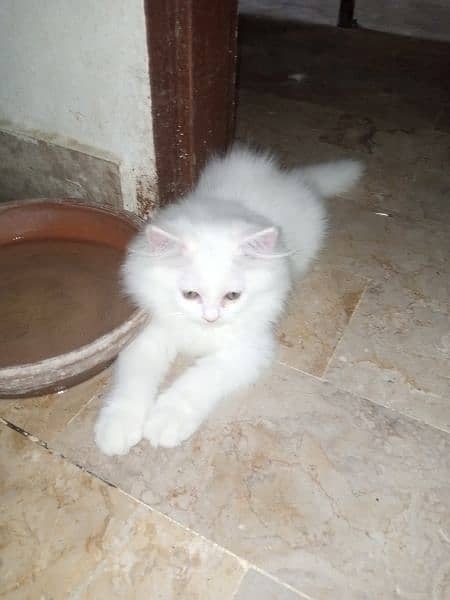 Persian Triple Coated Male & Female Kitten for Sale 3