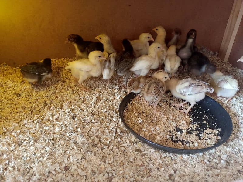 Mianwali Aseel Chicks in lakha color (black, brown),fresh fertile eggs 7