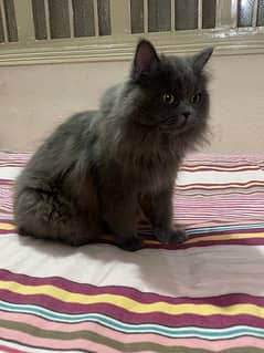 Persian grey male long courted