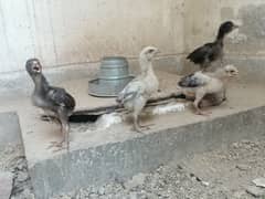 aseel chicks long height ka ha video ka leye  contact 03220841642