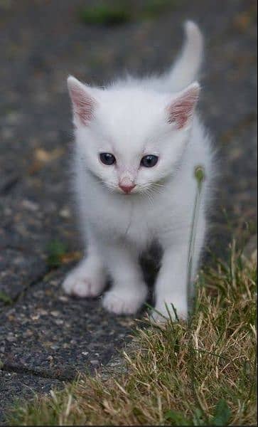 White Kittens 0