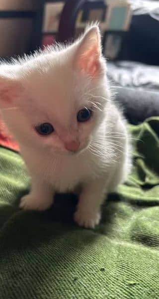 White Kittens 1