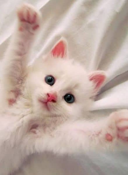 White Kittens 2
