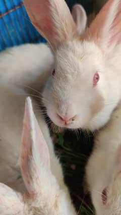 | Rabbit | bunny | Zealand White bunny For Sale