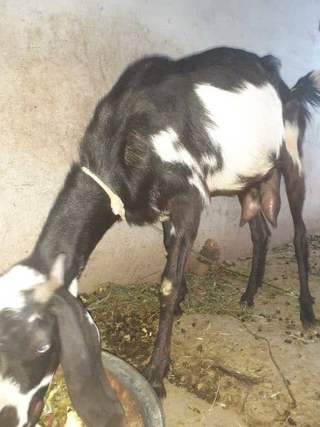 4 Desi Goats for sale 2