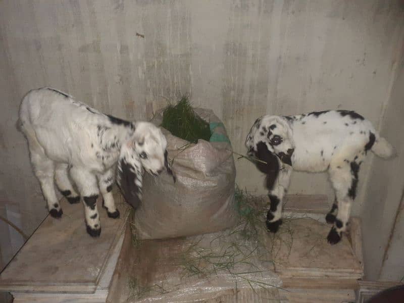 4 Desi Goats for sale 6