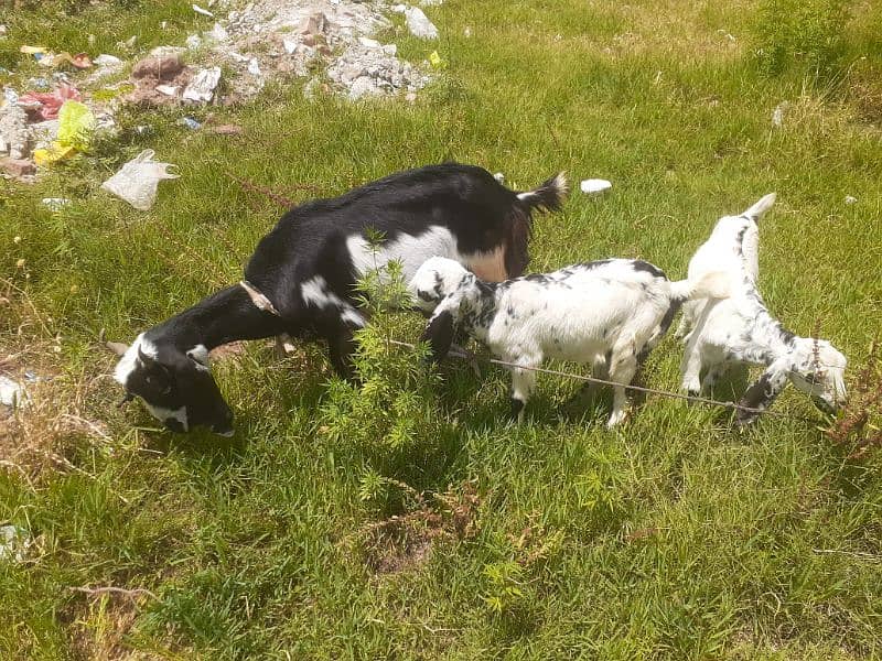 4 Desi Goats for sale 0