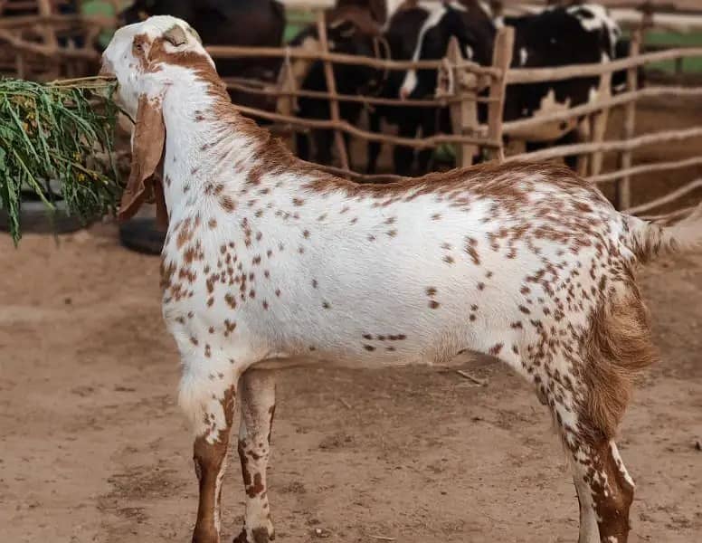 makhi cheena / bakra / goat for sale 0