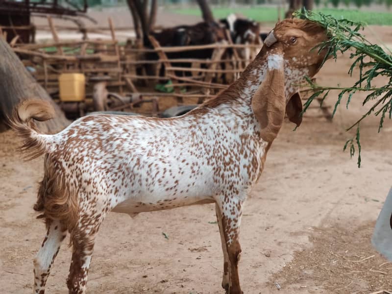 makhi cheena / bakra / goat for sale 3