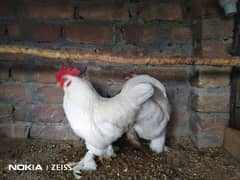Fancy Breeder Hens for Sale (Read Add Description Carefully)