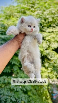 persian kitten , triple coated kitten