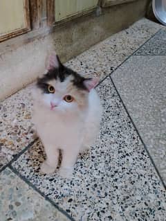 colico, Persian kitten female