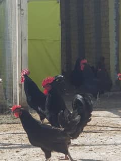 black Australorp Roosters for sale