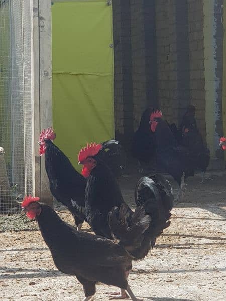black Australorp Roosters for sale 0