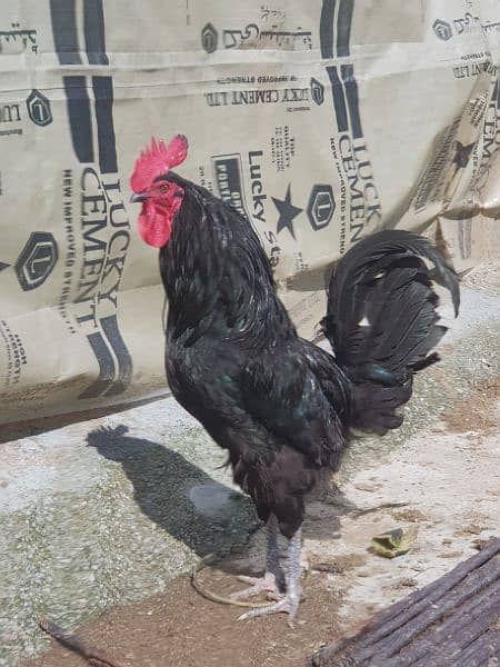 black Australorp Roosters for sale 1