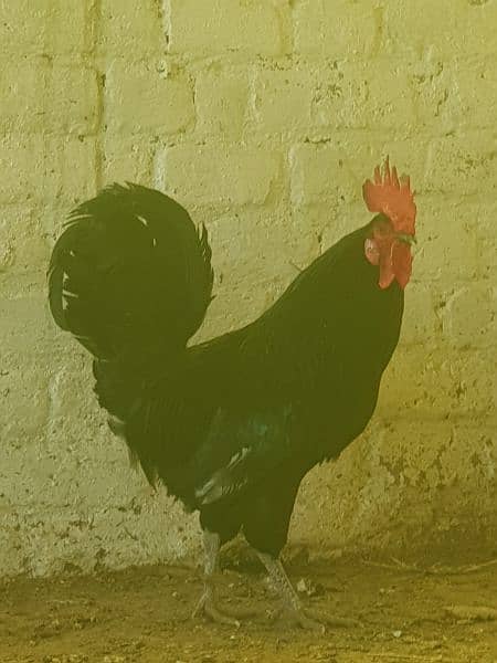 black Australorp Roosters for sale 2