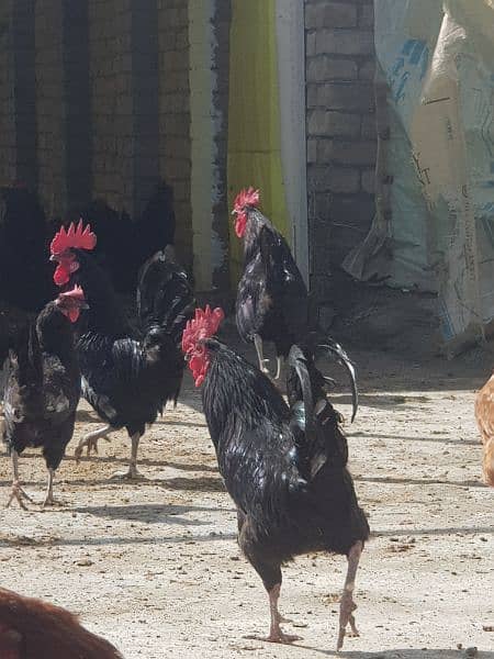 black Australorp Roosters for sale 3