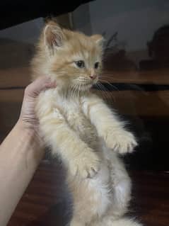 Persian cat. triple coated long hair. Punch face