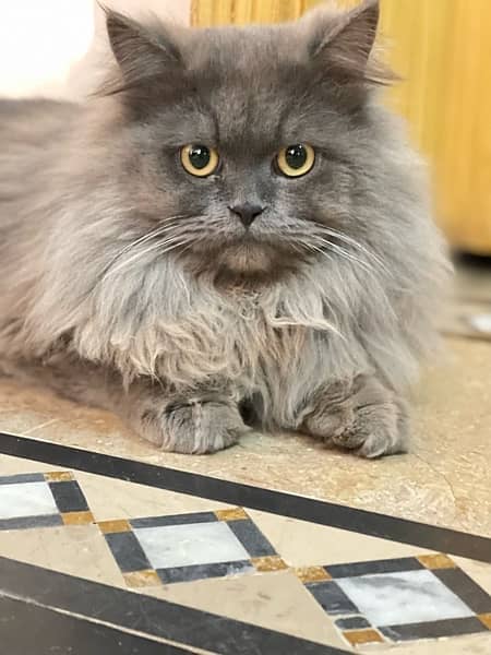 Persian cat. triple coated long hair. Punch face 1