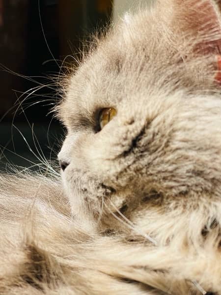 Persian cat. triple coated long hair. Punch face 3