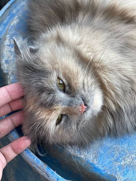 Persian cat. triple coated long hair. Punch face 4