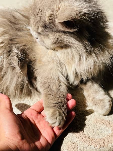 Persian cat. triple coated long hair. Punch face 8