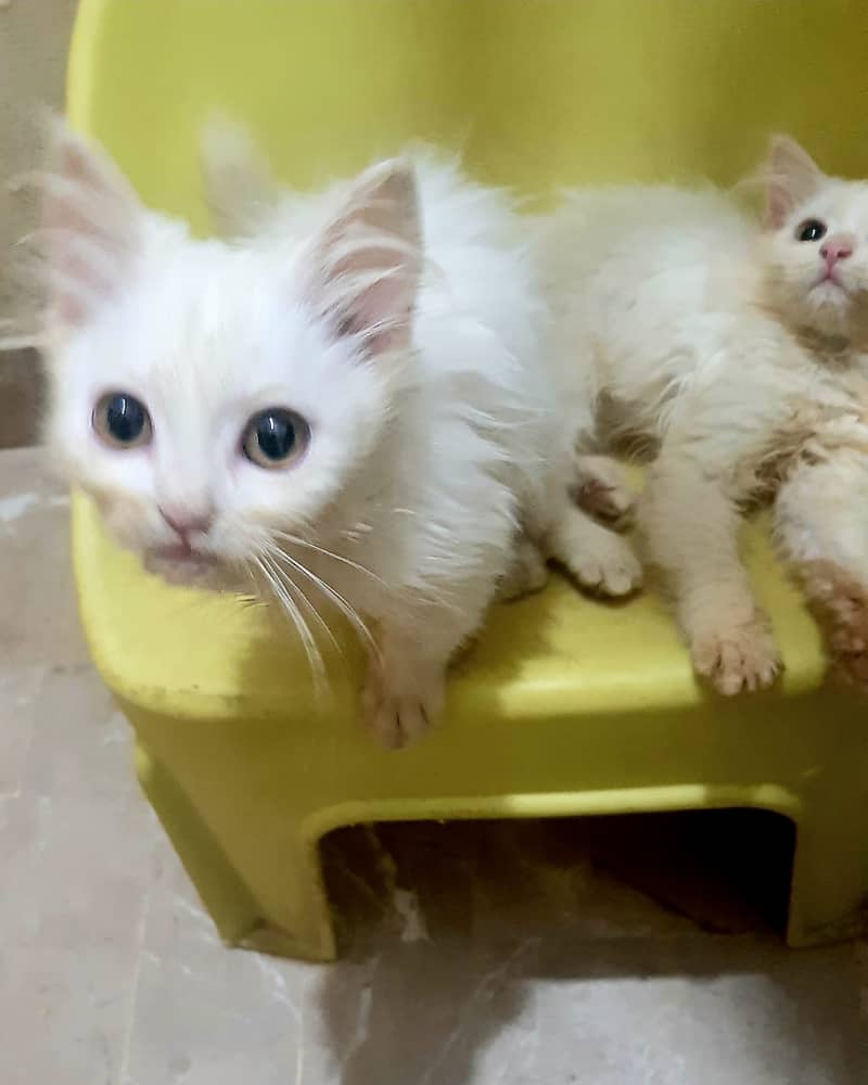 Persian Kittens 11