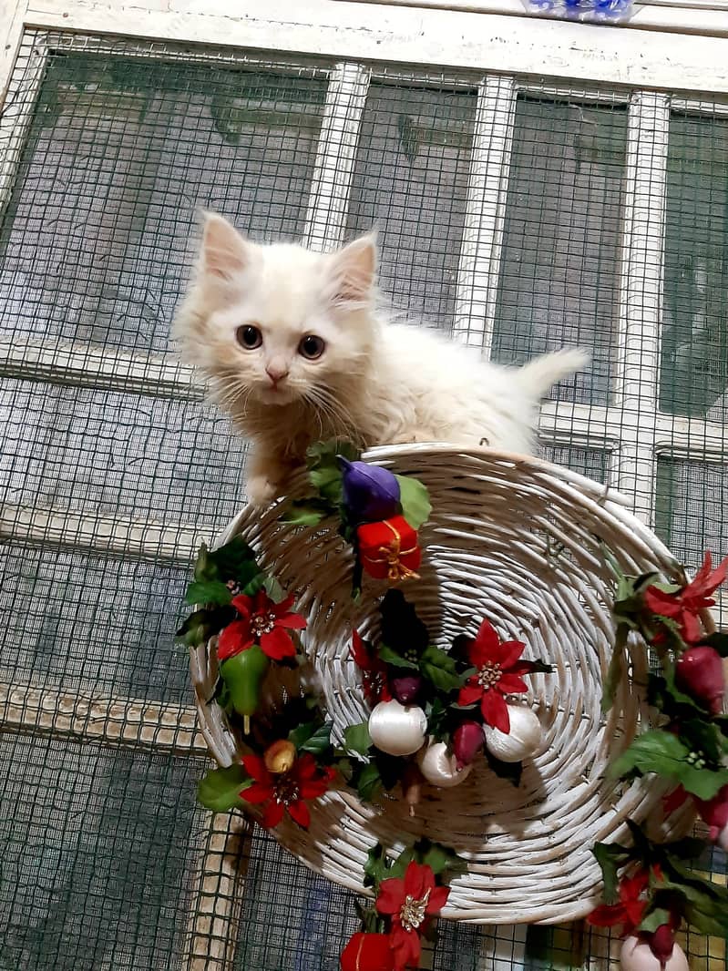Persian Kittens 15