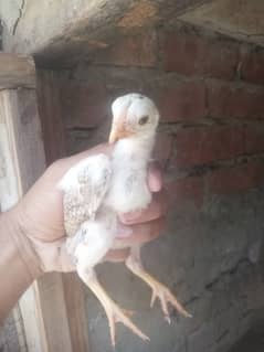 Aseel chicks faster
