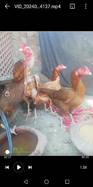 Aseel chicks faster 3