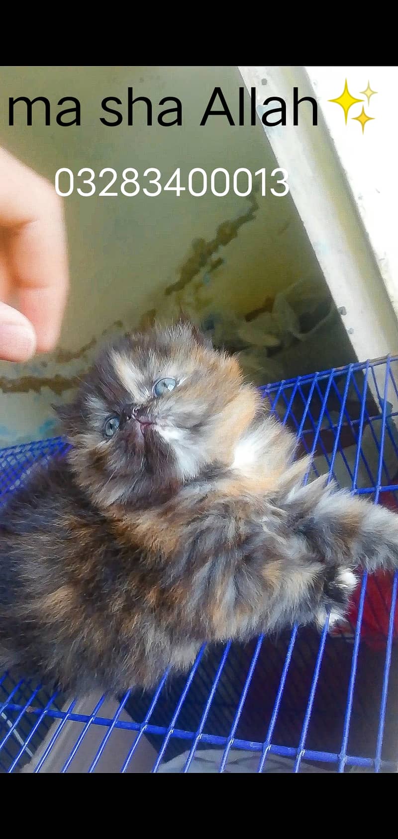 Cfa peki bloodline tortise peki face female kitten tripple coated; 12