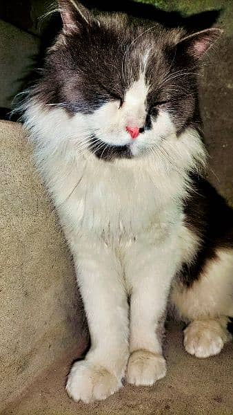 Persian Male Cat 3