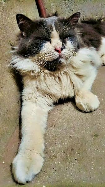 Persian Male Cat 4