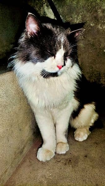 Persian Male Cat 6